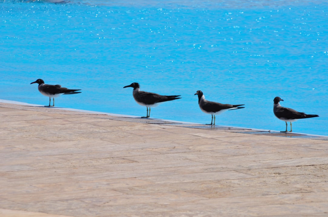 Möven Hotel Gorgonia Beach Resort