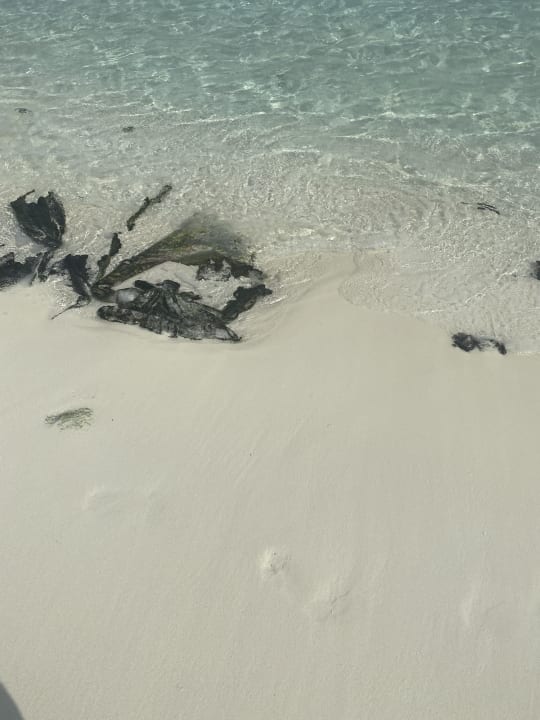 Strand Summer Island Maldives