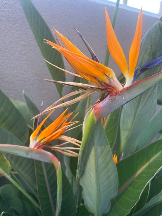 Gartenanlage High Beach Resort