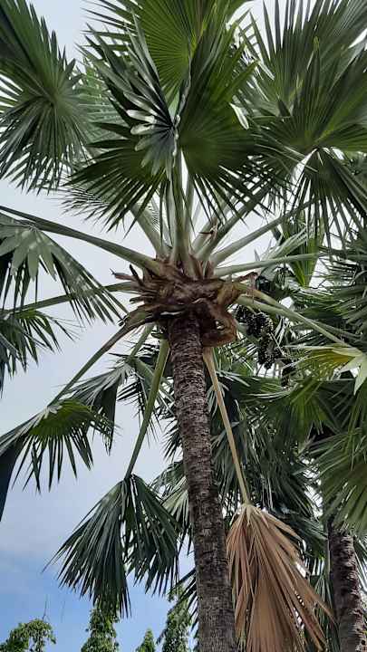 Gartenanlage Santiburi Koh Samui