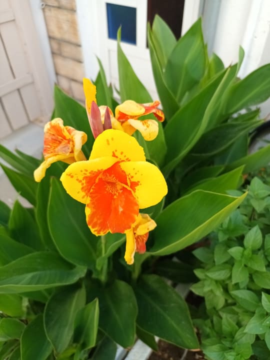 Gartenanlage Grand Blue Beach Hotel