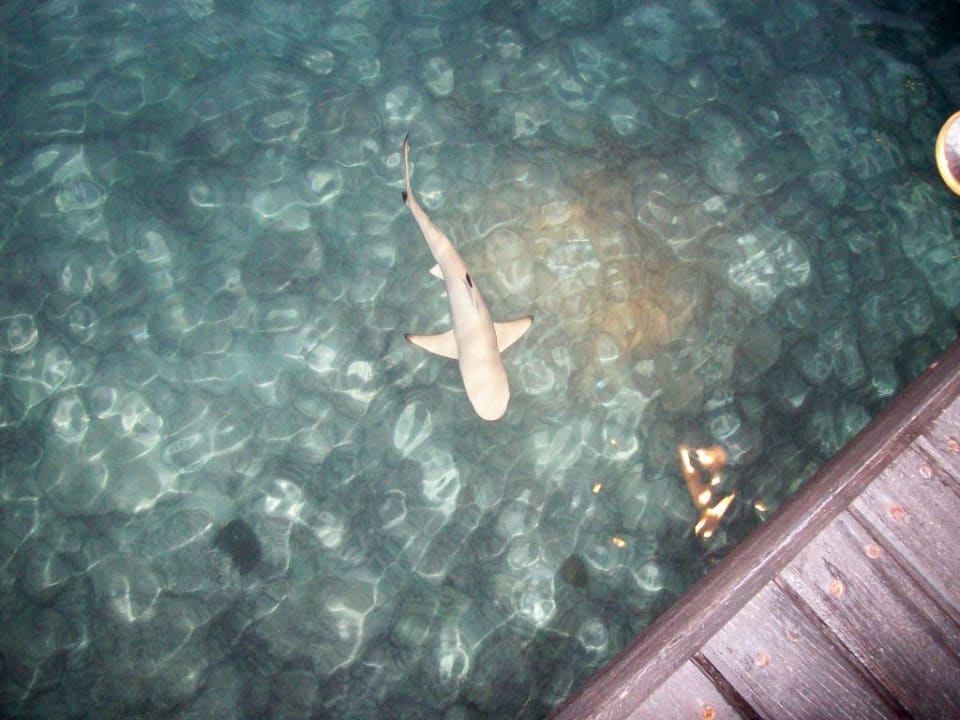 Babyhai am Pier Cinnamon Dhonveli Maldives