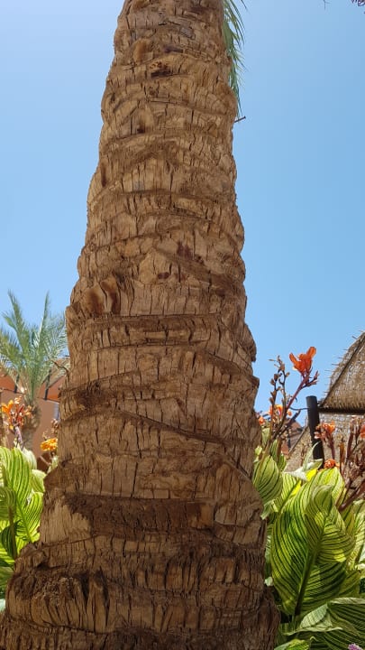 Gartenanlage Jaz Makadi Oasis Resort