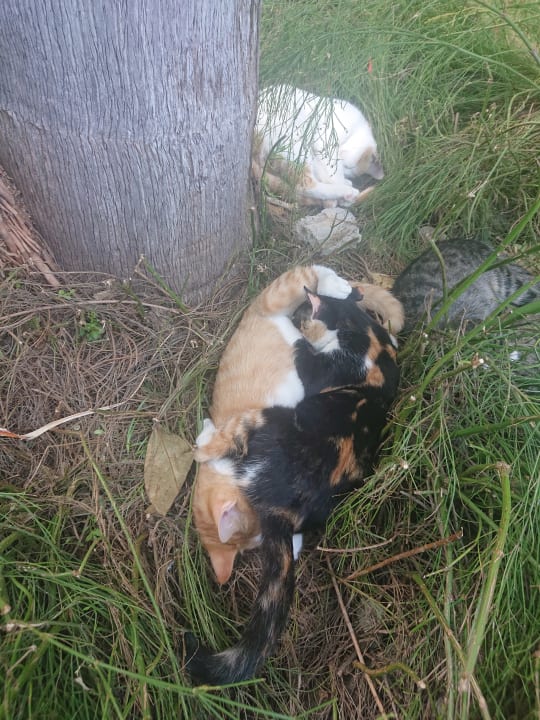 Gartenanlage Hotel Grand Ring