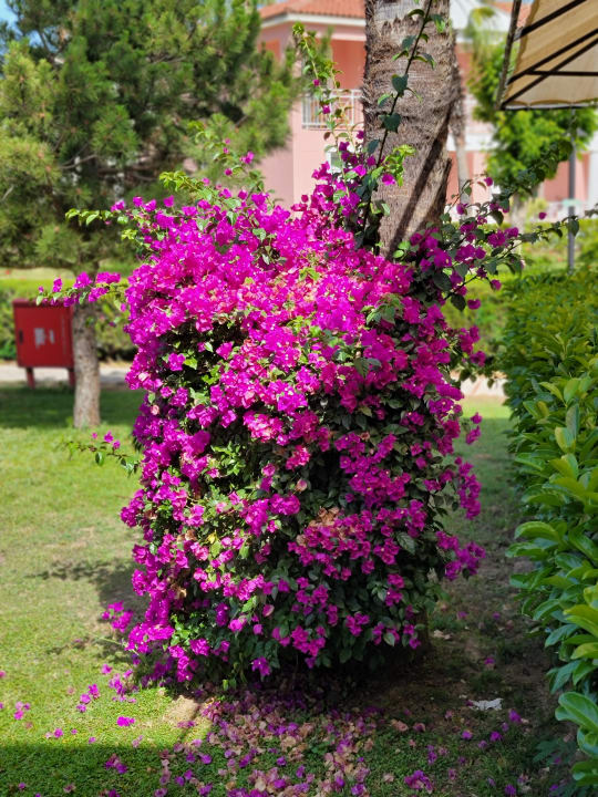 Gartenanlage Asteria Family Resort Side