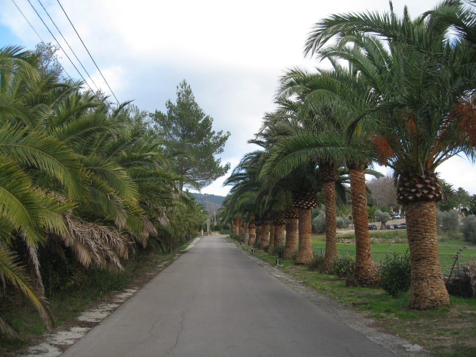 Auffahrt / Zufahrt Gran Hotel Son Net