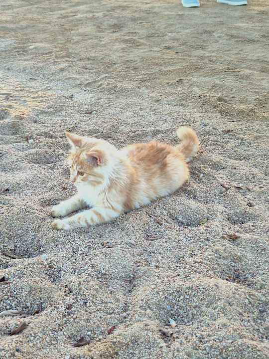 Sonstiges Pharaoh Azur Resort