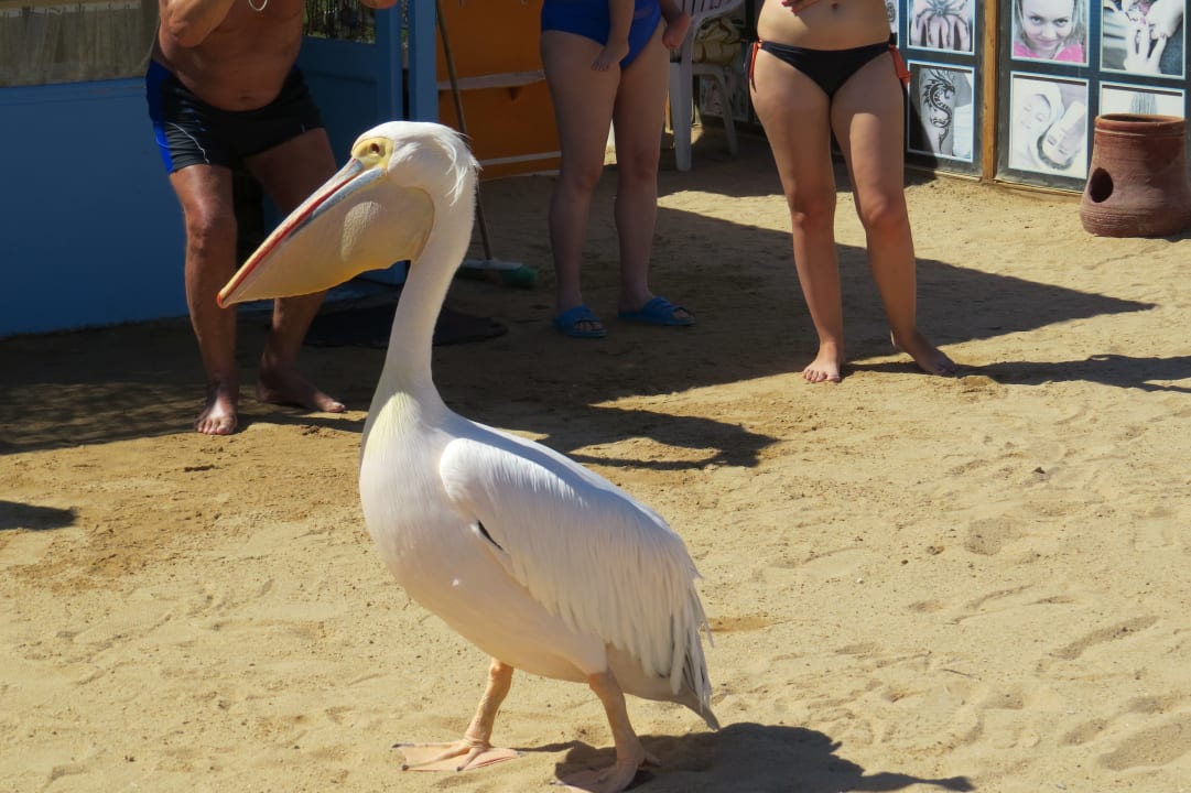 Strand Golden Beach Resort