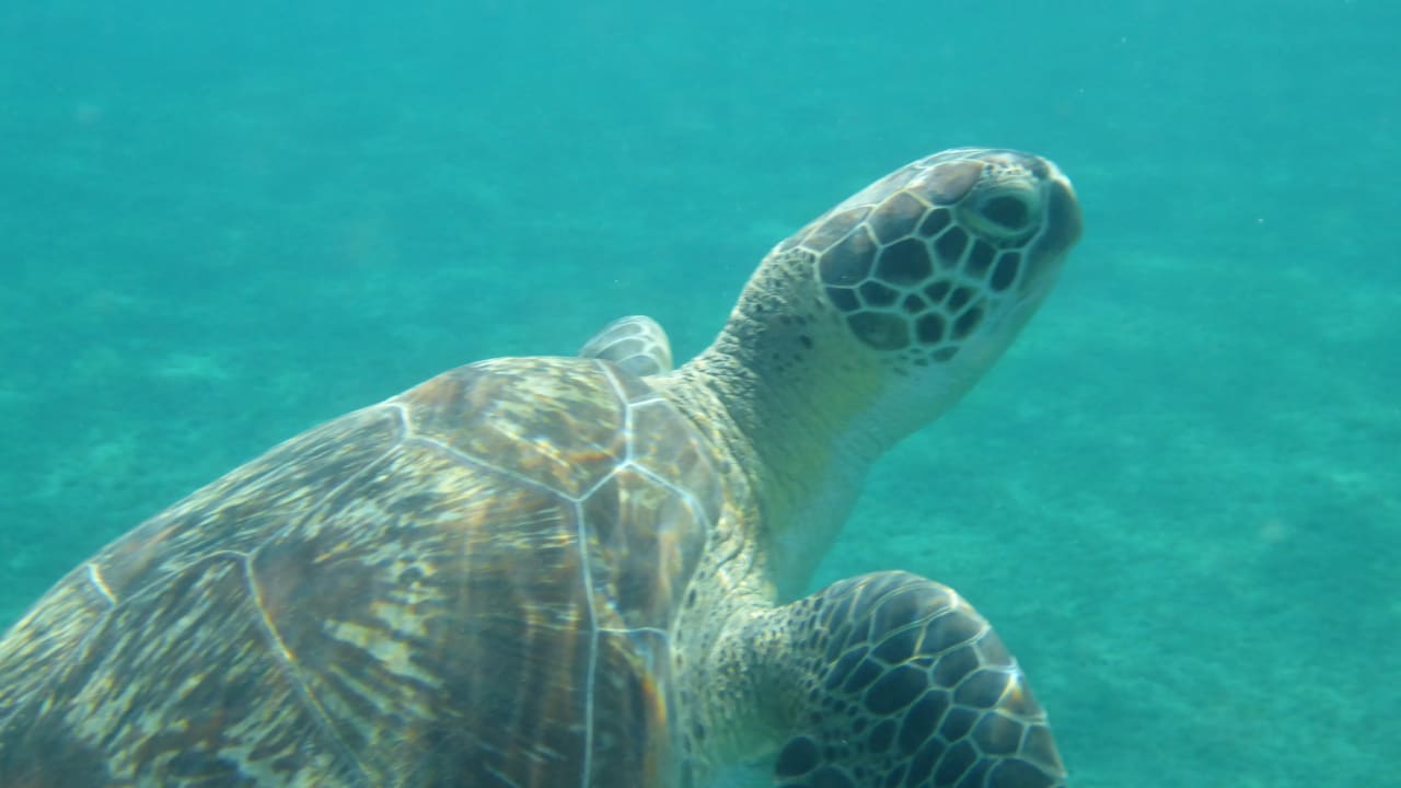 Sport & Freizeit Malikia Resort Abu Dabbab