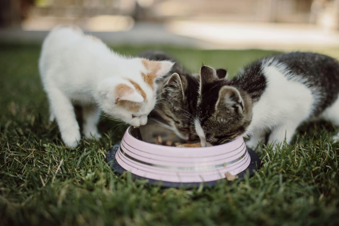 Gartenanlage Hotel Ferienparadies Lerch