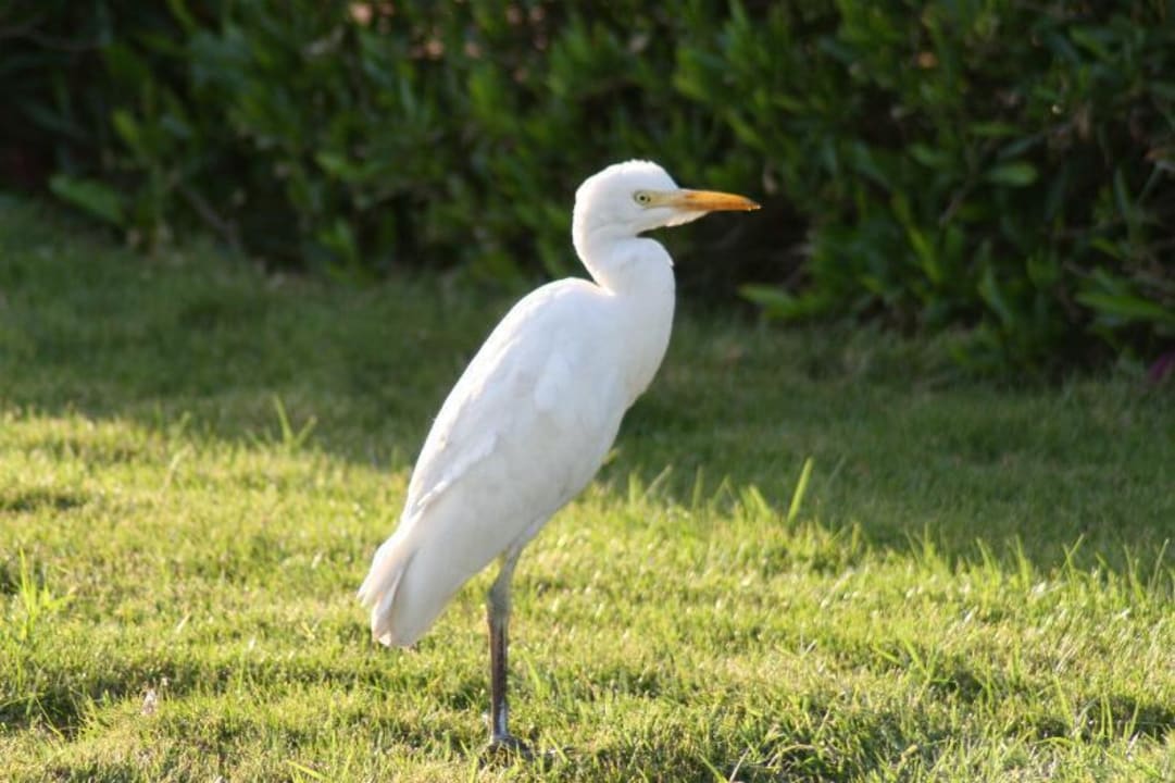 Interessante Tierwelt  Three Corners Equinox Beach Resort