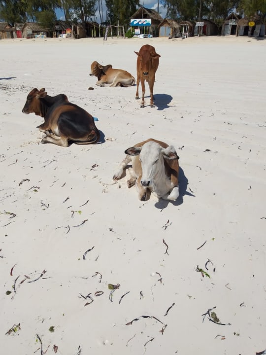 Strand Hotel Kiwengwa Beach Resort