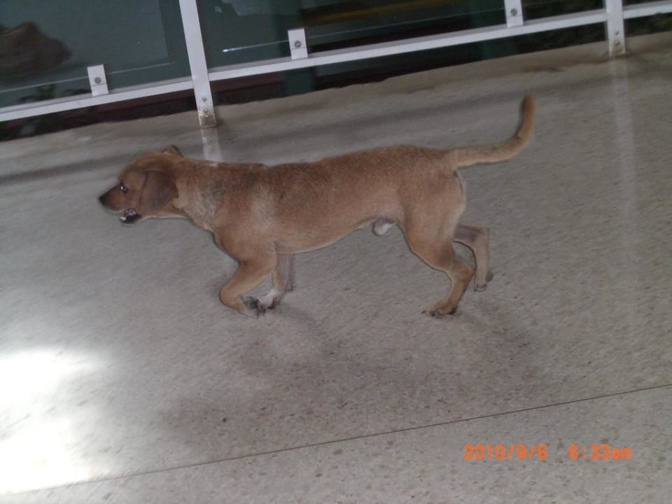 Hunde laufen rum Hotel Villa Cuba