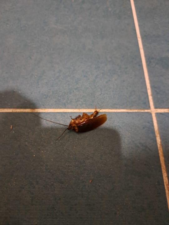 Zimmer Iberostar Origin Taínos