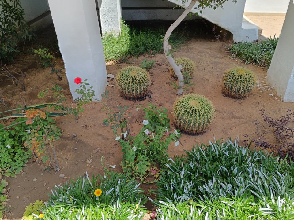 Gartenanlage Shams Safaga Resort