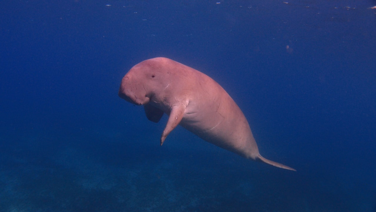 Sport & Freizeit Shams Alam Beach Resort