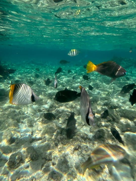 Strand Makadi Spa - Adults only