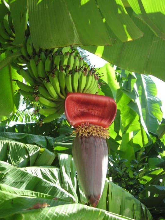 Bananenpflanze TUI KIDS CLUB Felicia Village