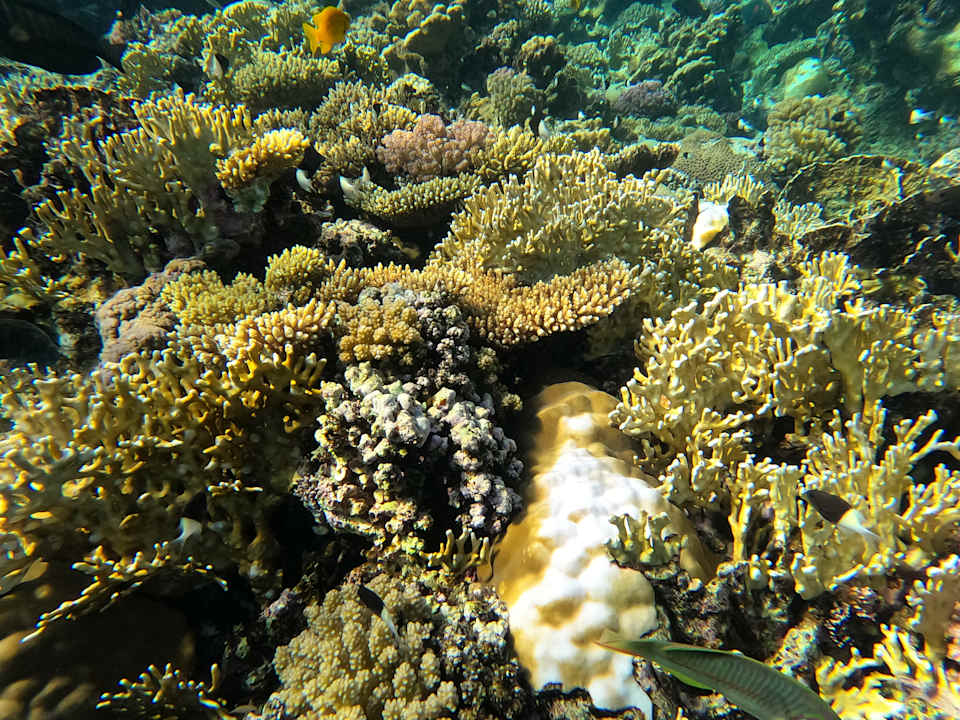 Strand Serenity Alpha Beach