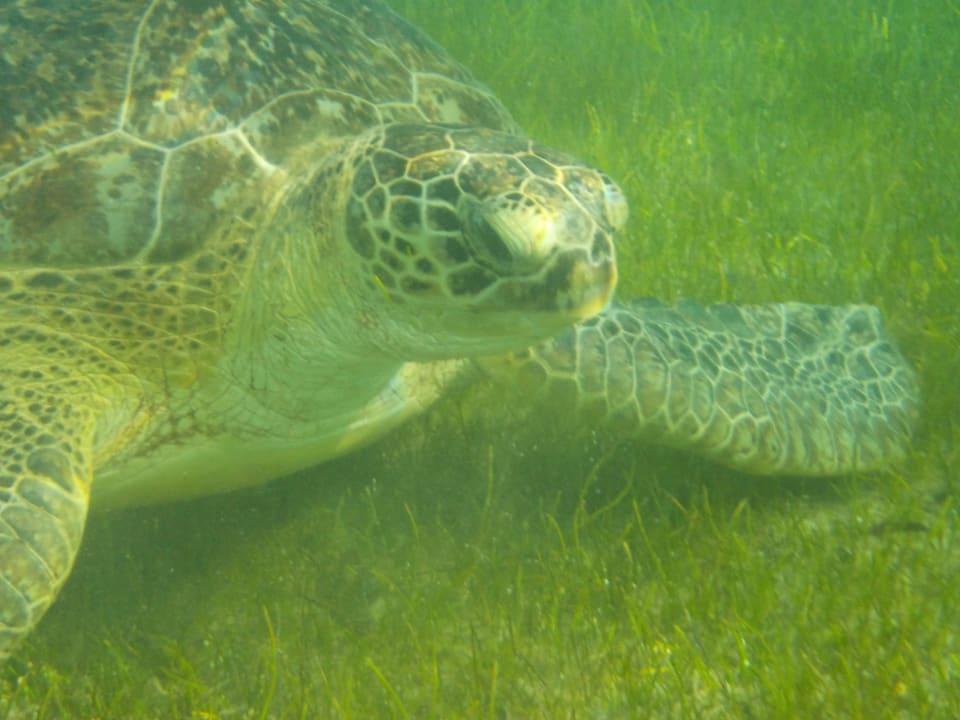 Sport & Freizeit Imperial Shams Abu Soma