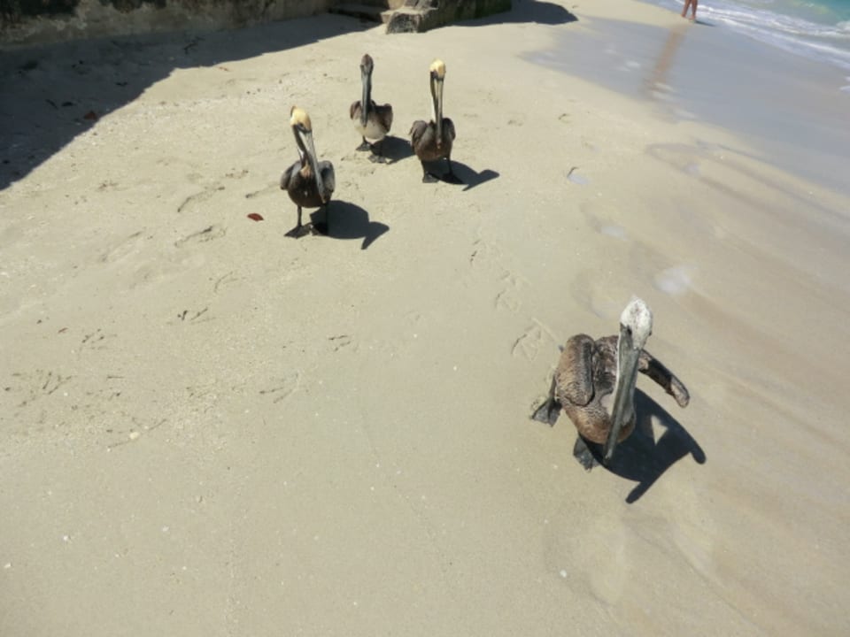 Strand Hotel Roc Barlovento