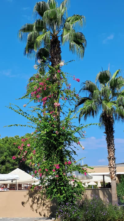 Gartenanlage Club Sidelya Hotel