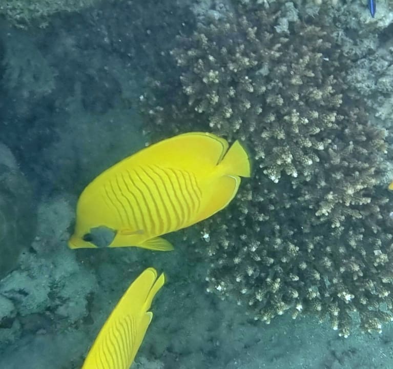 Sport & Freizeit Fort Arabesque Resort, Spa & Villas