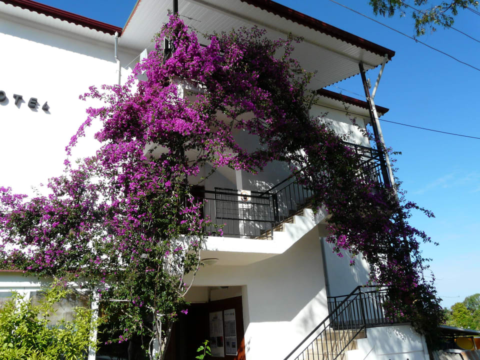 Rund ums Haus ein Blütenmeer As Queen Beach