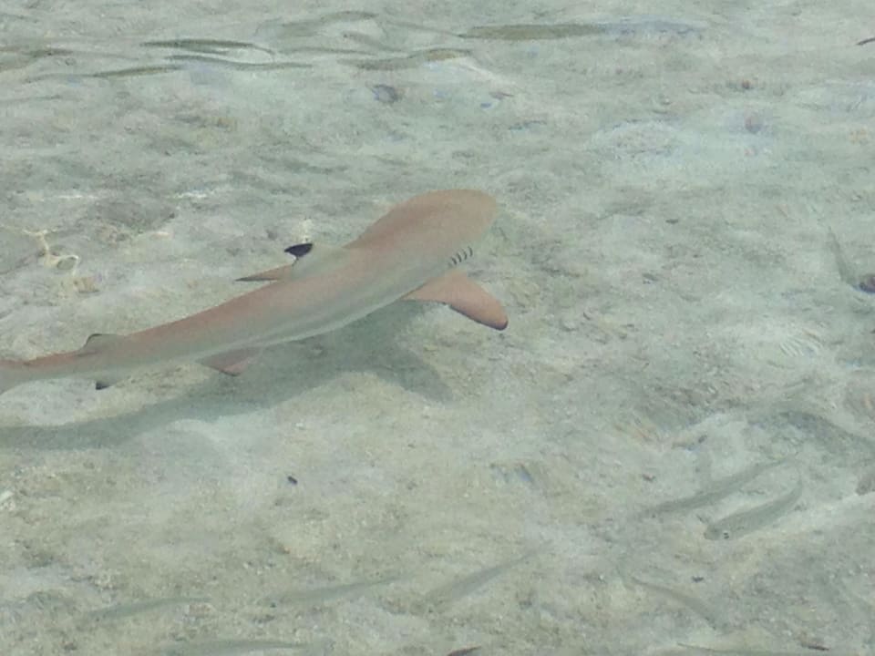 Hai Sun Siyam Vilu Reef