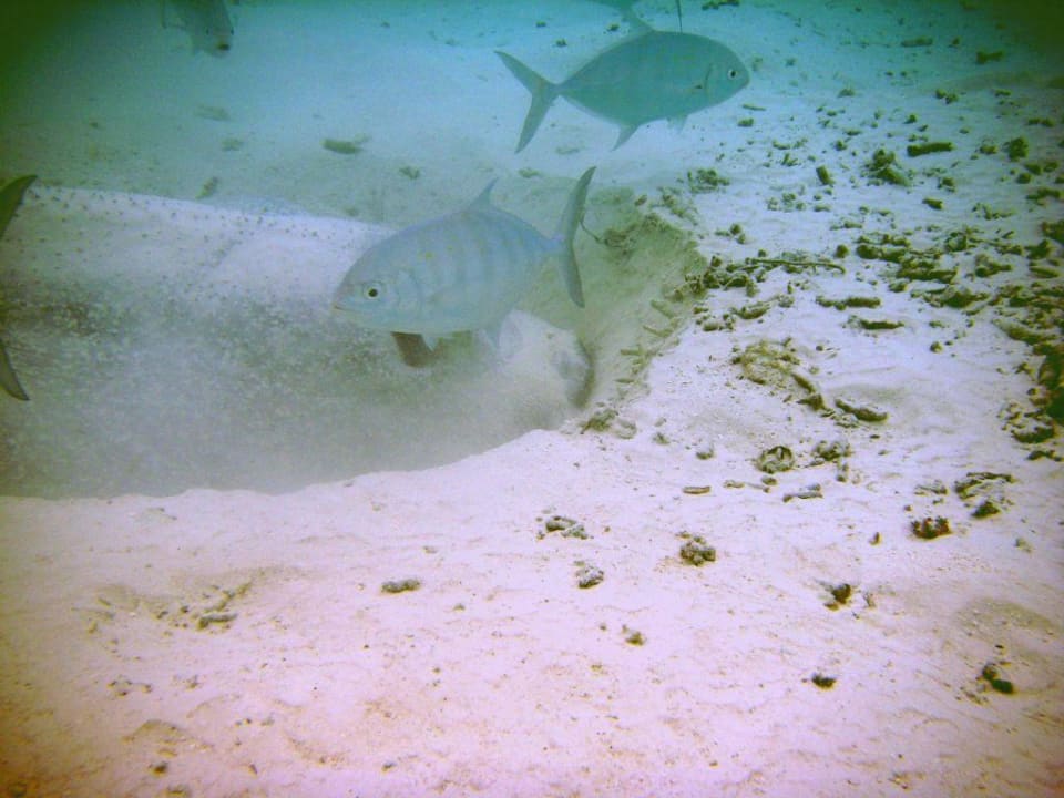 Getarnter Rochen Summer Island Maldives