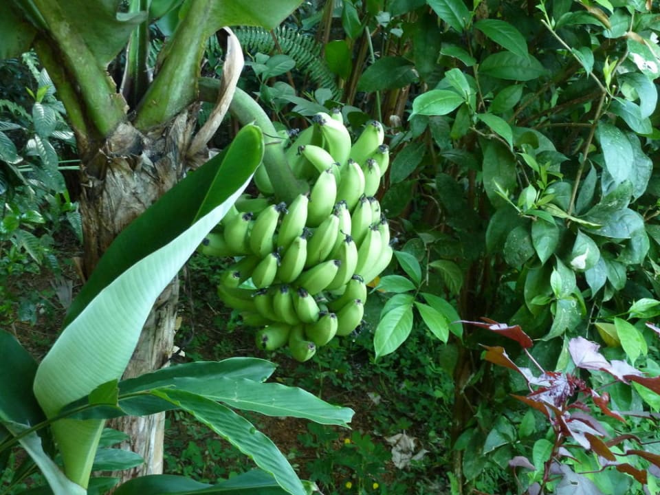 Eigenanbau Hotel Palmeral Dorima