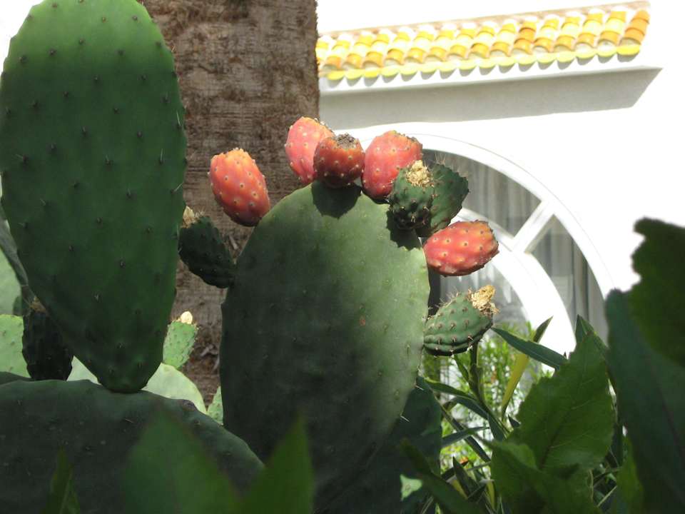 Созревающие плоды кактуса  Alassio Hotel and Thalasso