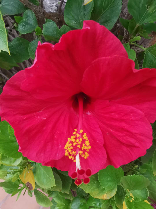 Außenansicht Parque Santiago IV Official