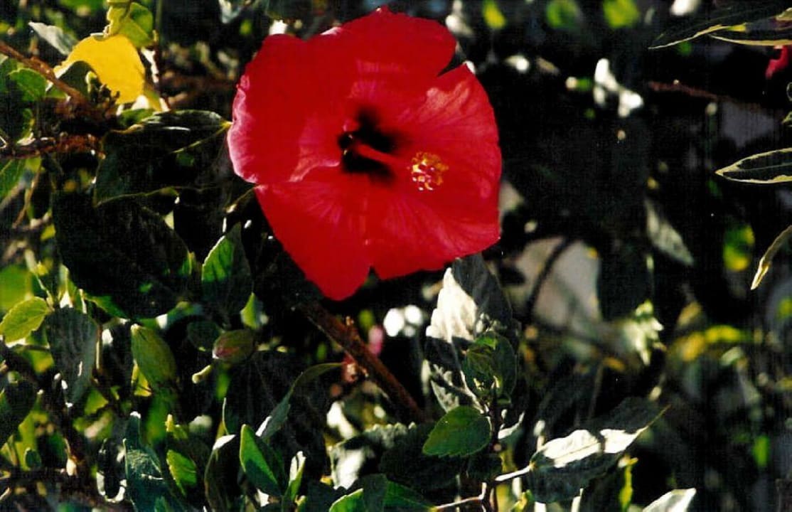 Hibiskusblüte Lotus Bay Beach Resort