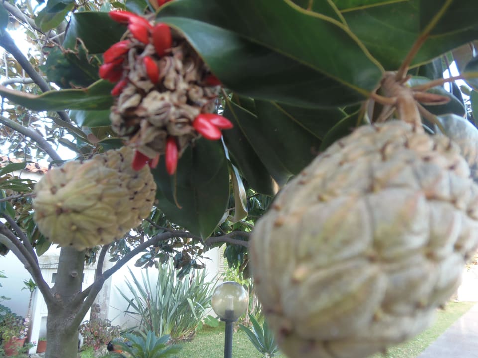 Zauberhafte Blüten Hotel Il Gattopardo