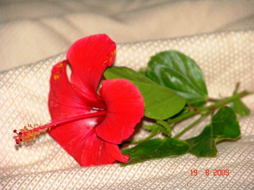 Kwiat Ruspina Beach Resort