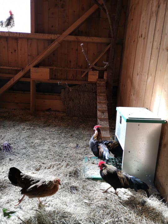 Sonstiges Bio-Bauernhof Hotel Matlschweiger