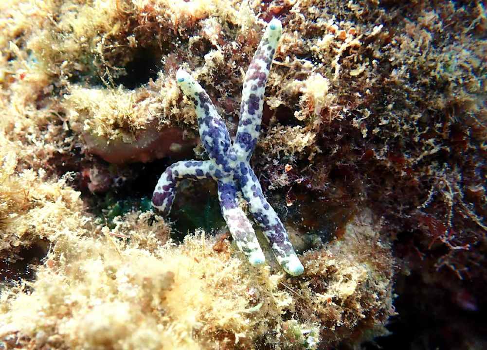 Strand Lahami Bay Beach Resort