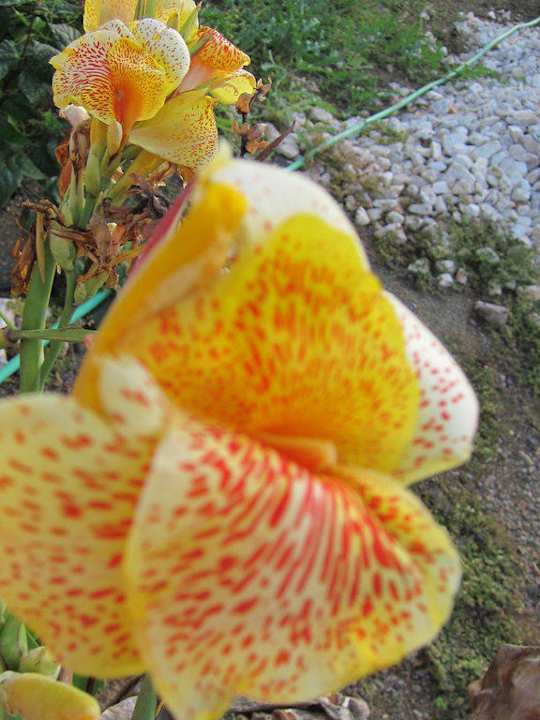 Ein Traum von Garten Don Genaro Apartments