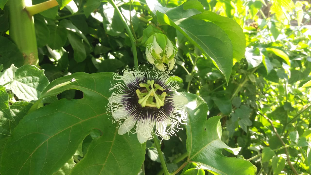 Gartenanlage Bio Finca - Las Tenerías
