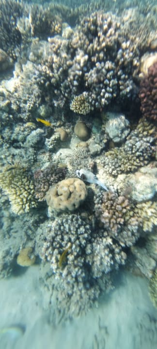 Sport & Freizeit Jaz Makadi Oasis Resort