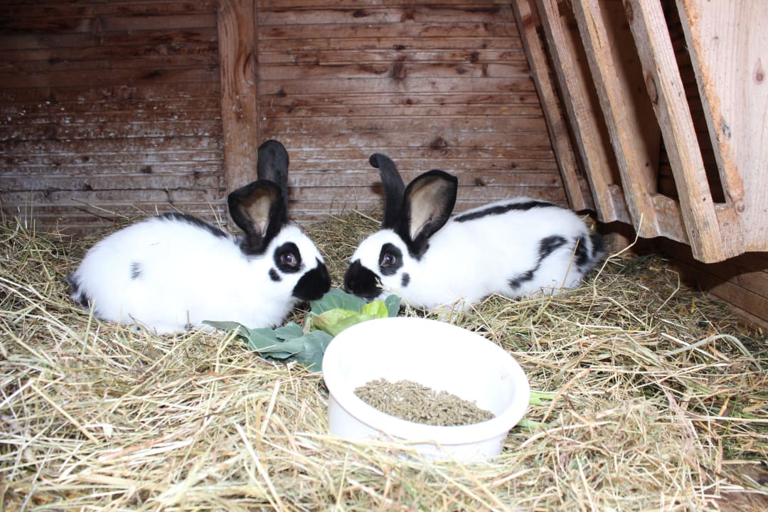 Unsere Hasen Lisi und Lotti Ferienwohnung Hoderhof