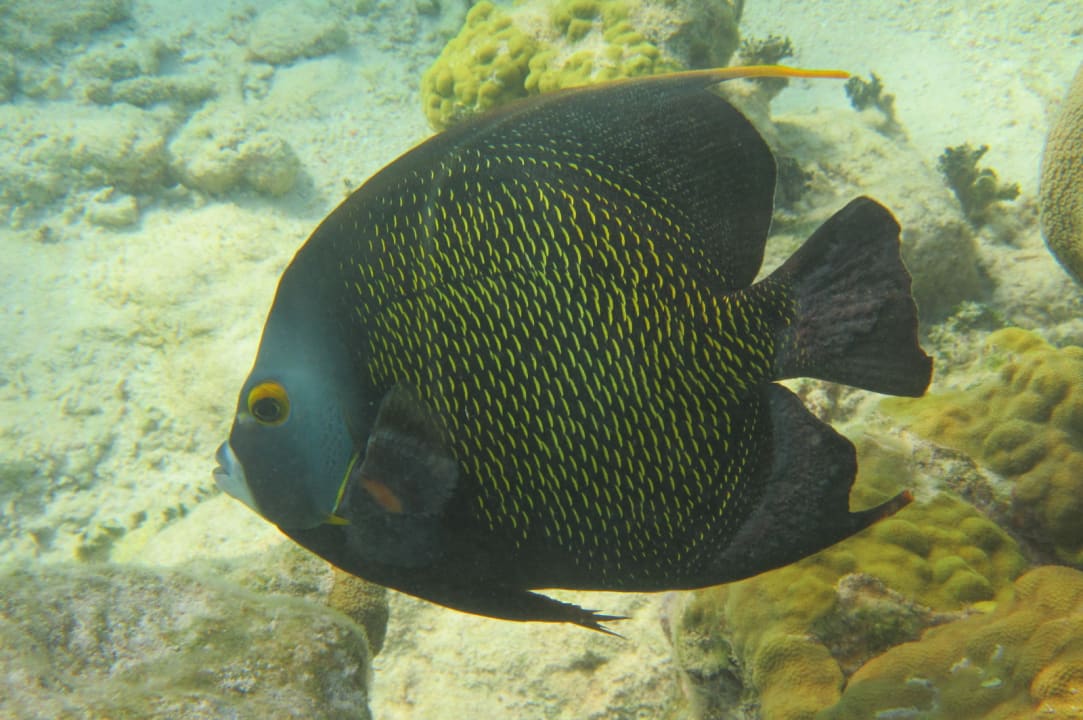 Sport & Freizeit Akumal Bay Beach & Wellness Resort