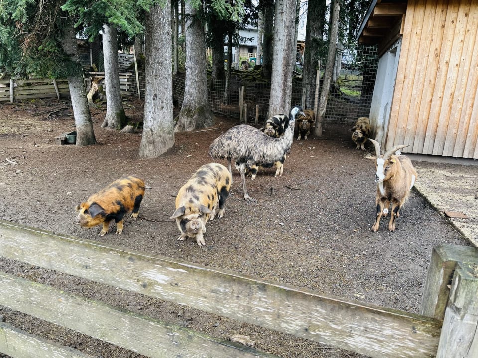 Gartenanlage Hotel Chalets Grosslehen