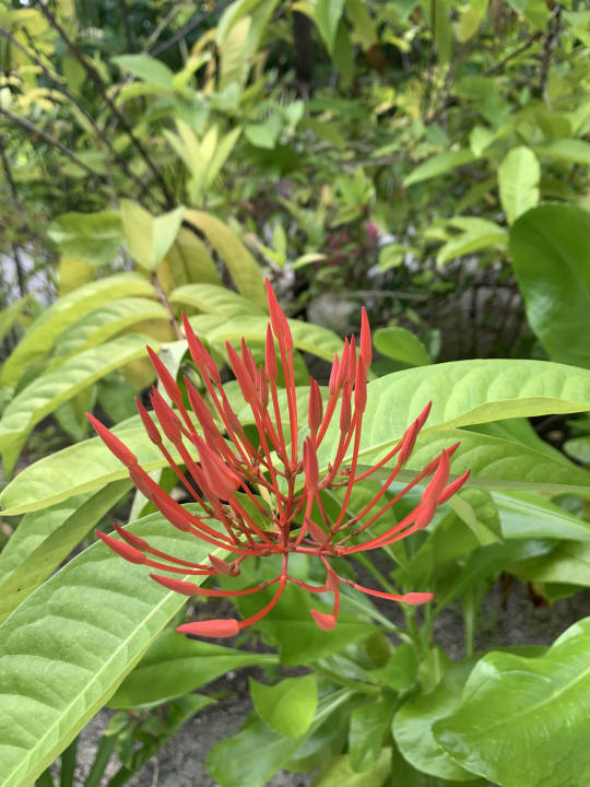 Gartenanlage Sun Siyam Vilu Reef