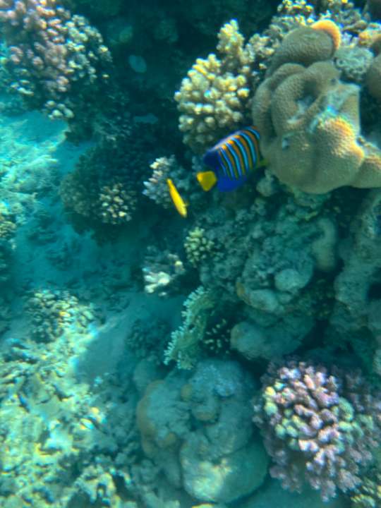 Strand Fort Arabesque Villas