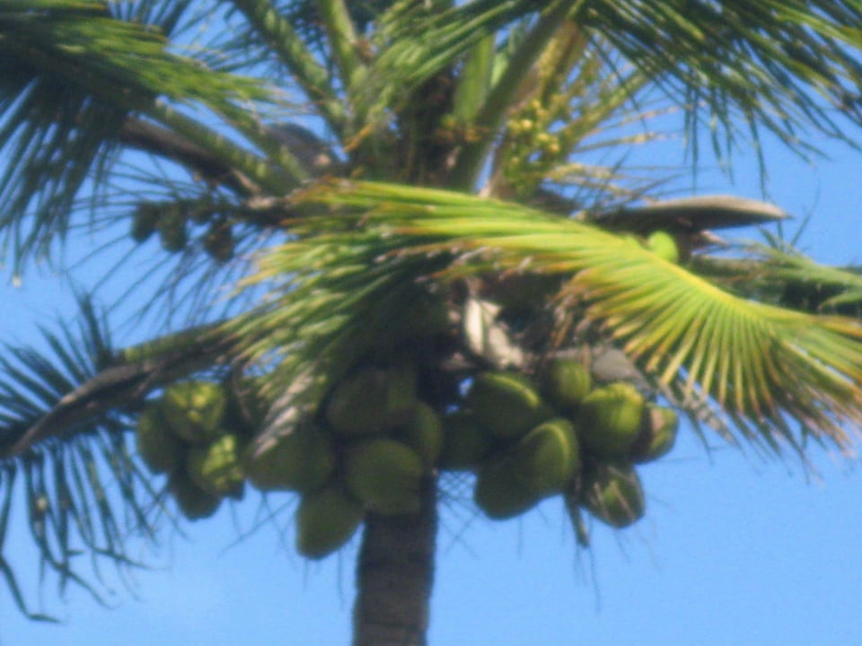 Palmen und Nüsse Grand Sirenis Punta Cana Resort & Aquagames