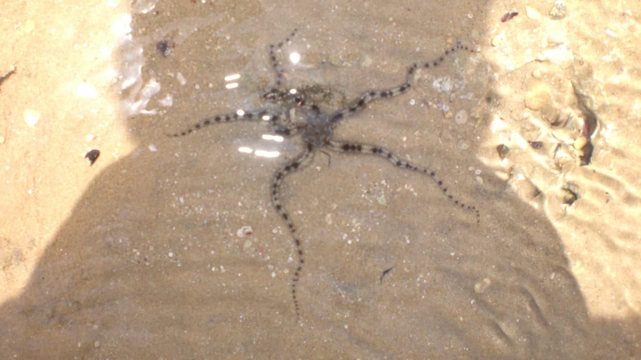 Seesterne bei Ebbe Stella Beach Resort & Spa Makadi Bay