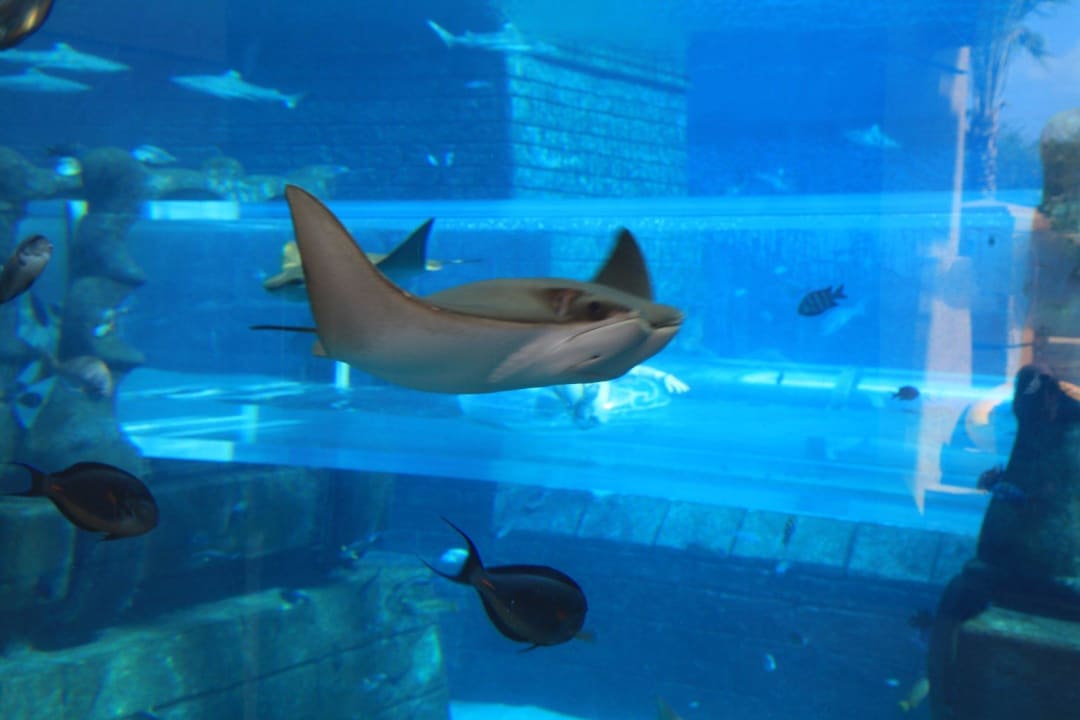 Wasserpark Atlantis, The Palm