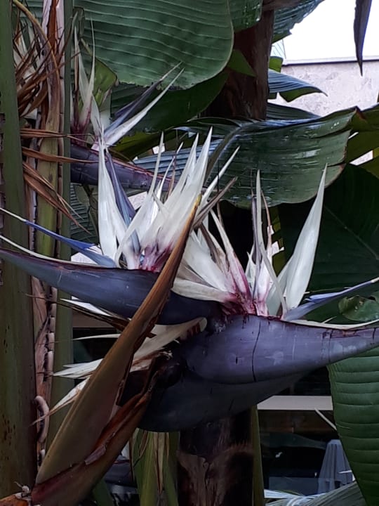 Blüten an der Bananenpalme Sentido Trendy Verbena Beach